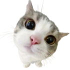 dox