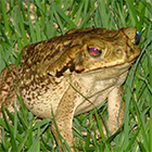 Squad of Toads