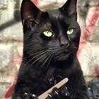 I have no enemies