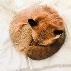 FOXSQ