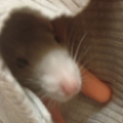 happy rat