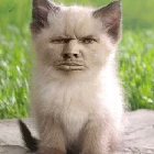 ДримТимИнтим