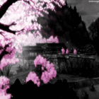 MoonBloom